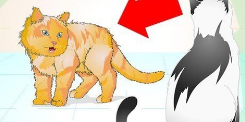 Gestire correttamente un gatto aggressivo