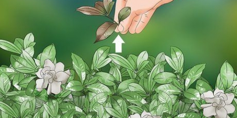 Potatura del gelsomino del capo