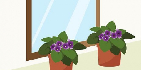 Prendersi cura delle violette del capo