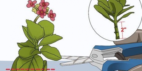 Kalanchoe in crescita