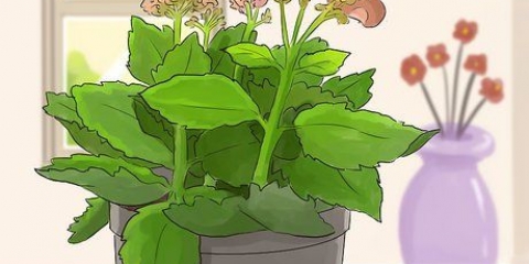 Kalanchoe da potatura
