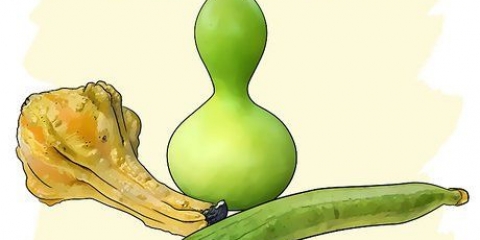 Zucche in crescita
