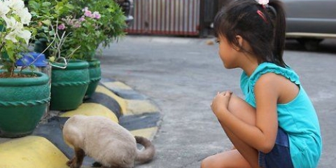 Accarezzare i gatti nei posti giusti