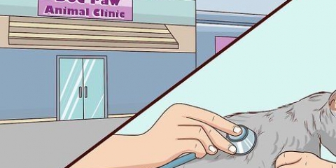 Controllare i gatti per la disidratazione