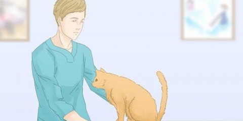 Fare in modo che i gatti smettano di fare pipì sul tappeto