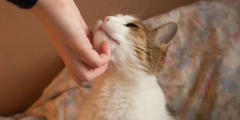 Allevare gatti