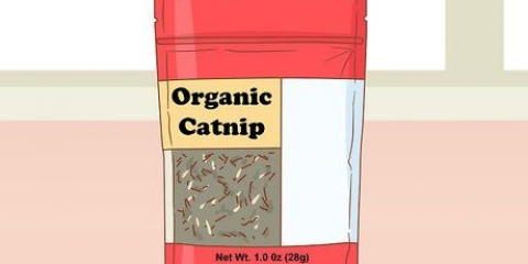 Dare erba gatta al tuo gatto