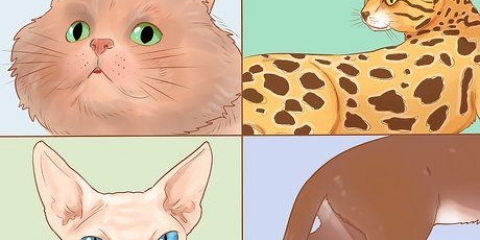 Riconosci le razze di gatti