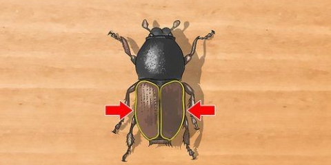 Identificazione dei coleotteri