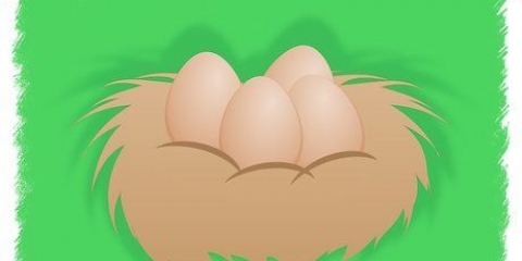 Uova di gallina da cova