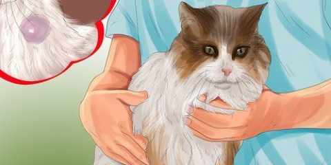 Identificazione dei grumi sul tuo gatto