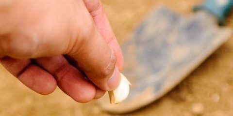 Aglio essiccato