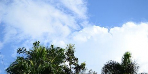 Piante di aglio