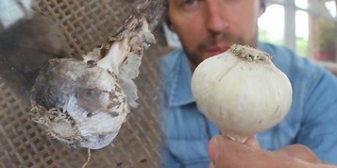 Intrecciare l'aglio