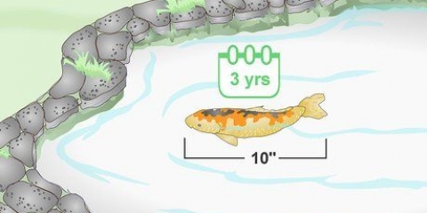 Allevamento di koi