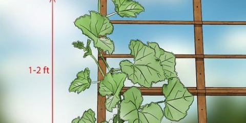 Potatura delle piante di cetriolo