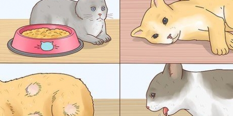 Ridurre la febbre nei gatti