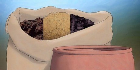 Prendersi cura delle felci ricci