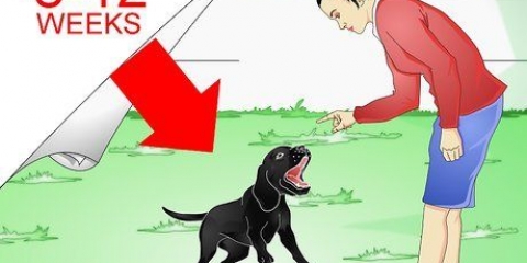 Addestramento labrador retriever