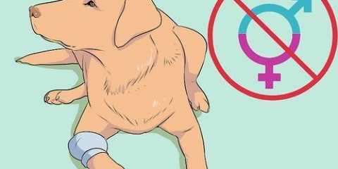 Allevamento di labrador