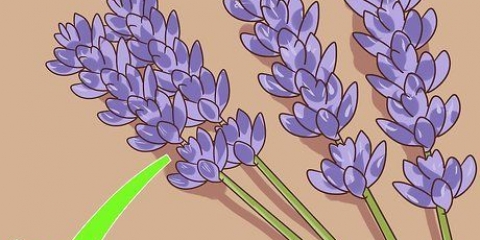 Potatura e raccolta della lavanda