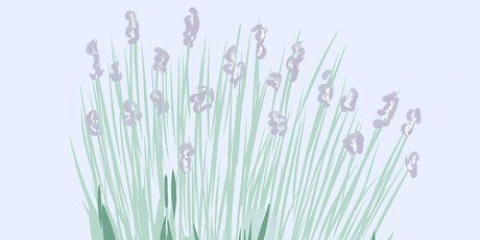 Lavanda da potatura