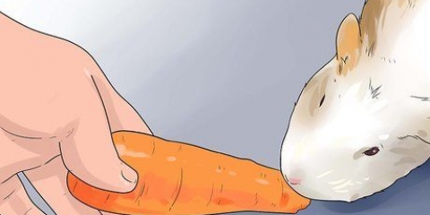 Preparare gustosi snack per porcellini d'india