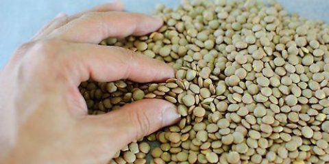 Preparare la zuppa di lenticchie