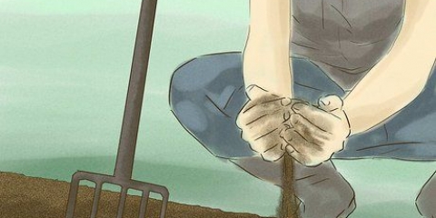 Coltivazione di mais da seme