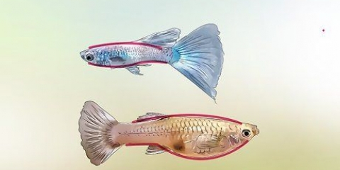 Identificazione dei guppy maschi e femmine