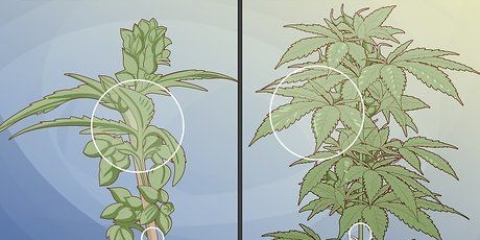 Distinguere le piante di cannabis maschili da quelle femminili