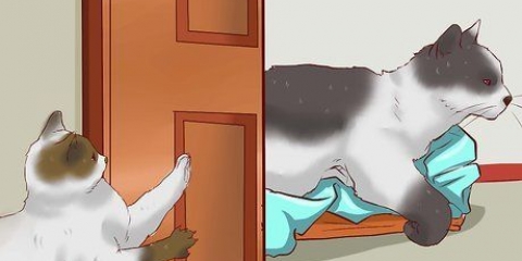 Lasciare che più gatti convivano