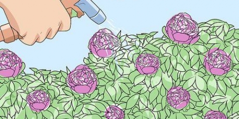 Tieni le formiche lontane dalle peonie