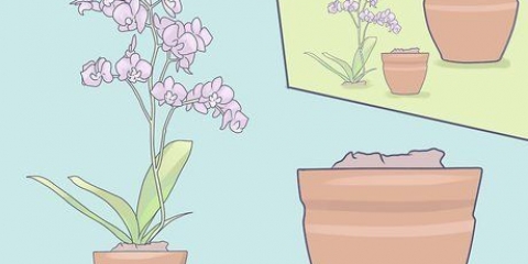 Prendersi cura delle mini orchidee