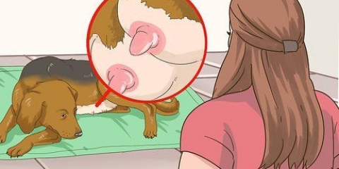 Trattare i cani madre con capezzoli doloranti o infetti