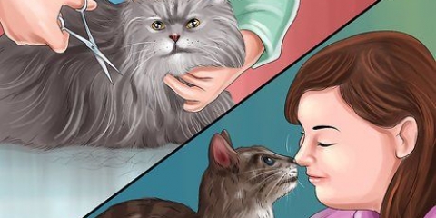 Rimuovere la colla della trappola per topi dalla zampa di un gatto