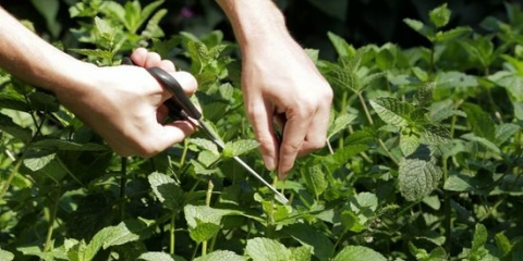 Menta essiccante