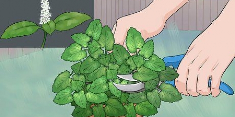 Menta da potatura
