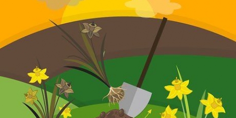 Conservazione dei bulbi di narciso