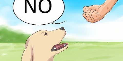 Dì di no al tuo cane