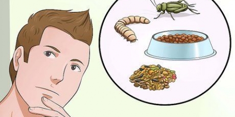 Preparare cibo d'emergenza per uccellini