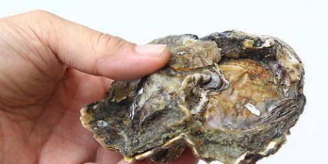 Preparazione delle ostriche
