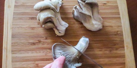 Preparare i funghi ostrica
