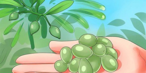 Olive in scatola