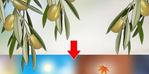 Raccolta delle olive