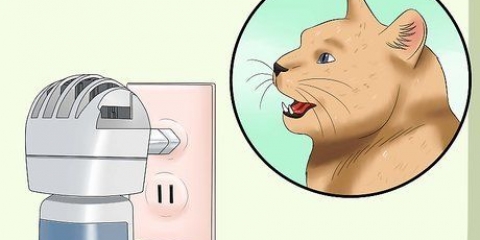 Trattare con un gatto in calore