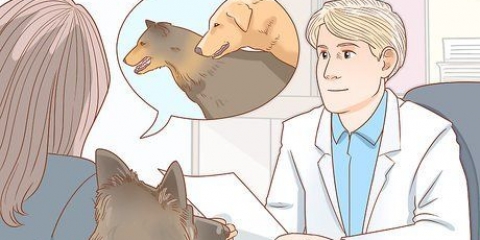 Affrontare i problemi di accoppiamento comuni nei cani