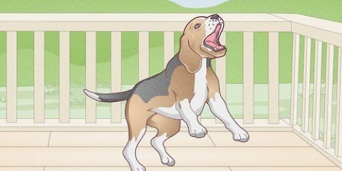 Correggi il comportamento indesiderato del tuo cane