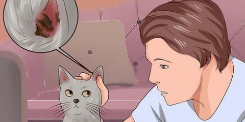Eliminare gli acari dell'orecchio nei gatti