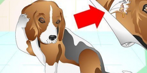 Trattare le infezioni dell'orecchio nei cani